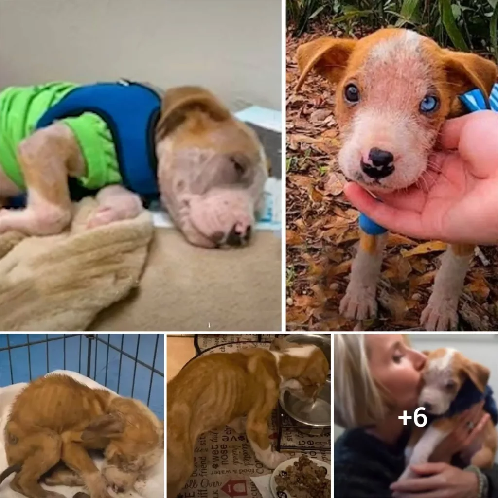 From Abandoned to Surviving: The Inspiring Story of a Pitbull Puppy Left to Die in an Empty Parking Lot