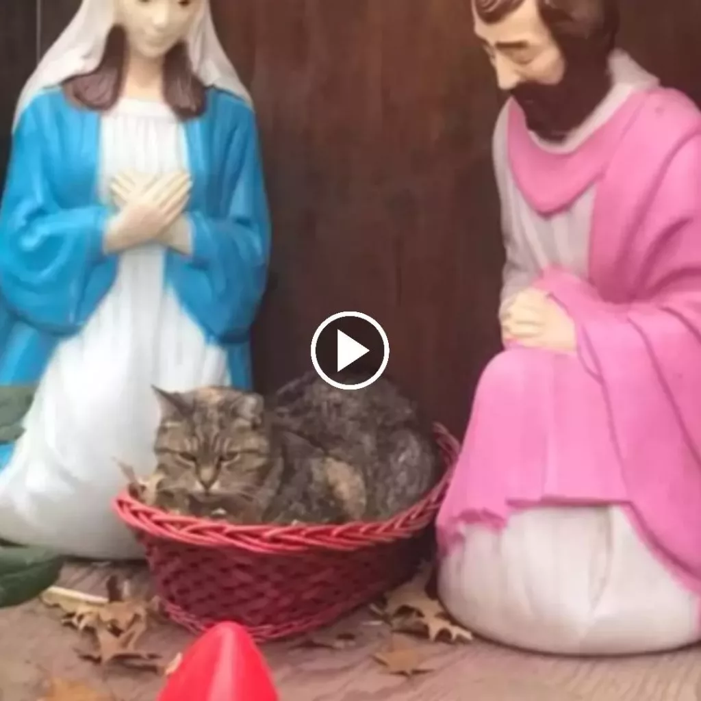 Unintentionally Spreading Festive Joy: The Curmudgeonly Feline of the Nativity Scene