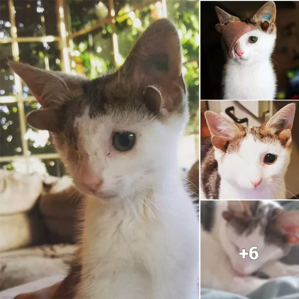 “Four-Eared, One-Eyed Kitty Finds Forever Home and Escapes Misery Through Rescue Efforts”
